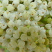 Wayfaring blossom - Viburnum lantana by julienne1