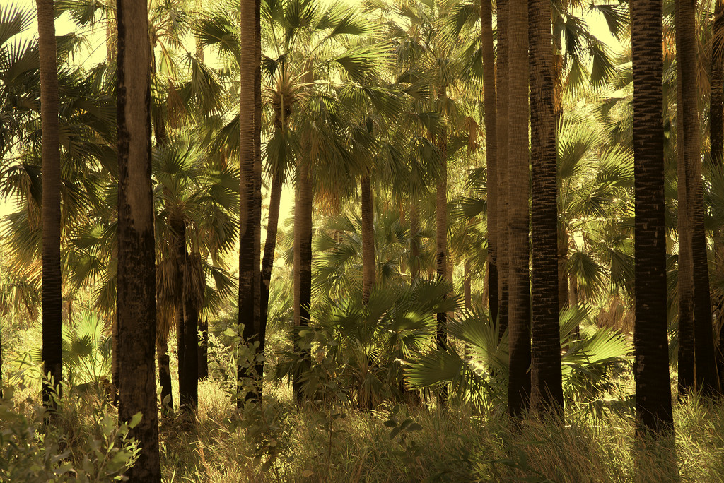 palms forest by jerome