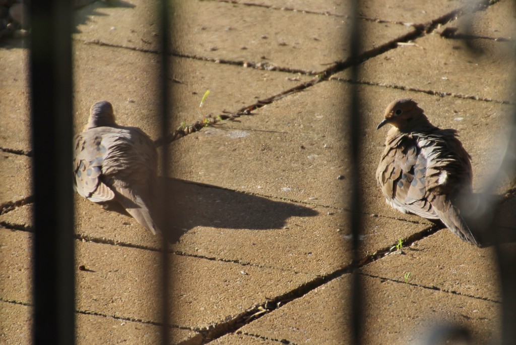 Mourning Dove Pair by bjchipman