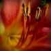 Lily pollen by judithdeacon