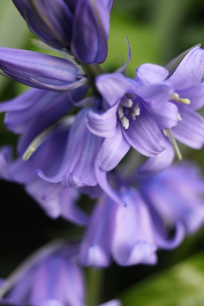 Bluebells by cookingkaren