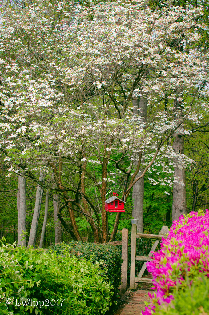 My Dogwoods Showing Off  by lesip