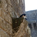 Swallows installed in Chateau grounds  by s4sayer