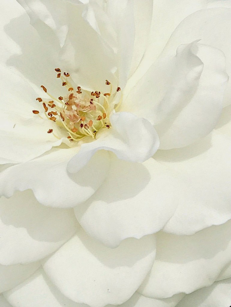 Snow White Rose by gardenfolk