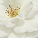 Snow White Rose by gardenfolk