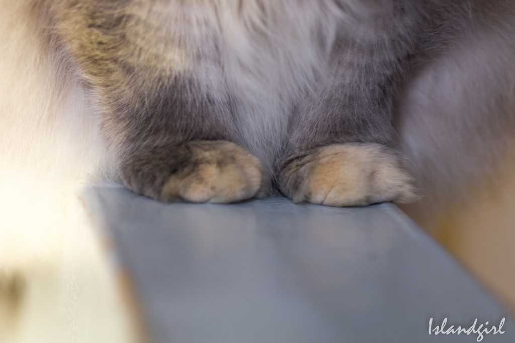 Paws by radiogirl