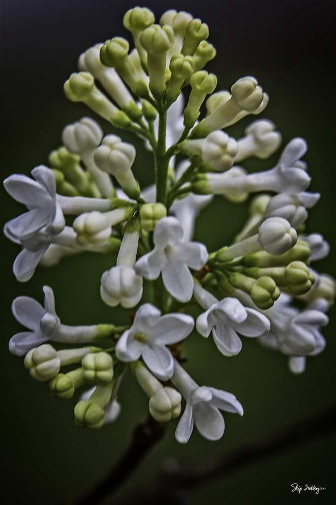 White Lilacs by skipt07