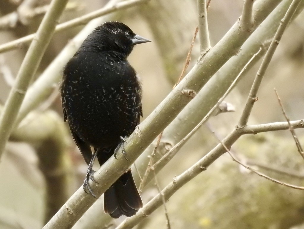 blackbird by amyk