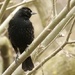 blackbird by amyk