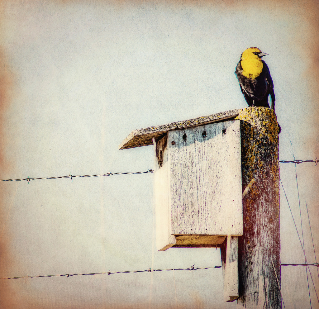 Yellow Headed Black Bird by 365karly1