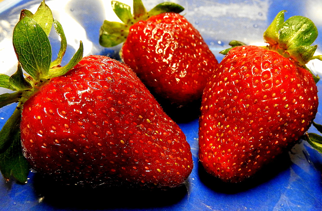 It's strawberry season, Y'all! by homeschoolmom