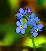 20th Apr 2017 - Tiny Blue flowers 