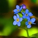 Tiny Blue flowers  by joysfocus