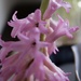 Hyacinth by cristinaledesma33
