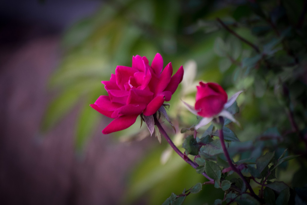 Knock-Out Roses by ckwiseman