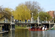 19th Apr 2017 - The Swan Boats are Back