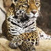 Jaguar Chillin by randy23