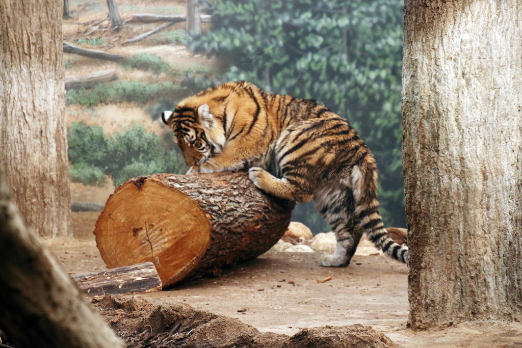 Tiger Cub Playing On A Log by randy23