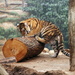 Tiger Cub Playing On A Log by randy23