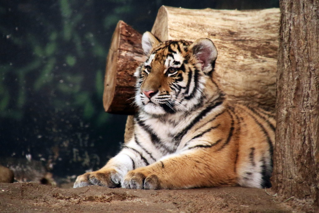 Tiger Cub Relaxing by randy23