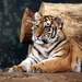 Tiger Cub Relaxing by randy23