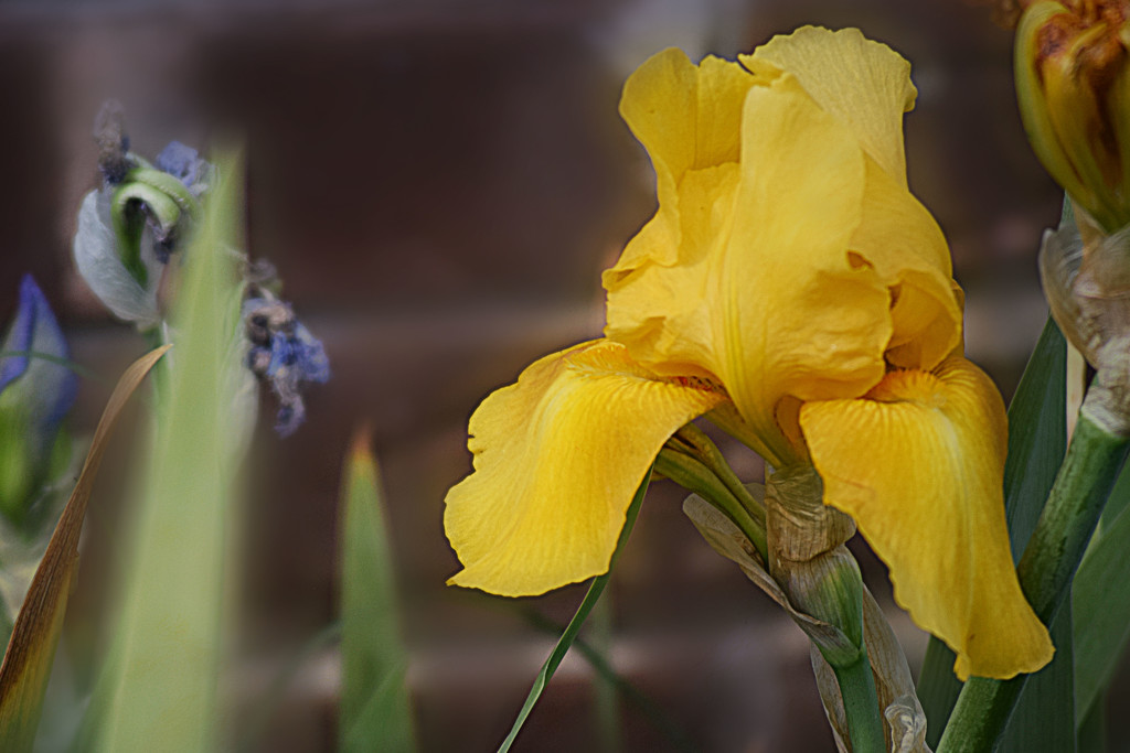 Yellow Iris by dsp2