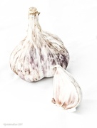 21st Apr 2017 - Garlic