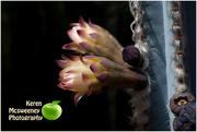 21st Apr 2017 - The flower of Aqua Cereus cactus