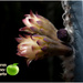 The flower of Aqua Cereus cactus by kerenmcsweeney