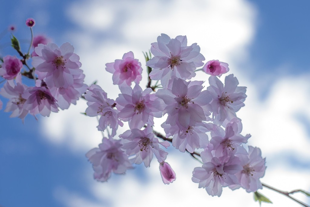 Cherry Blossoms, Backlit by jyokota
