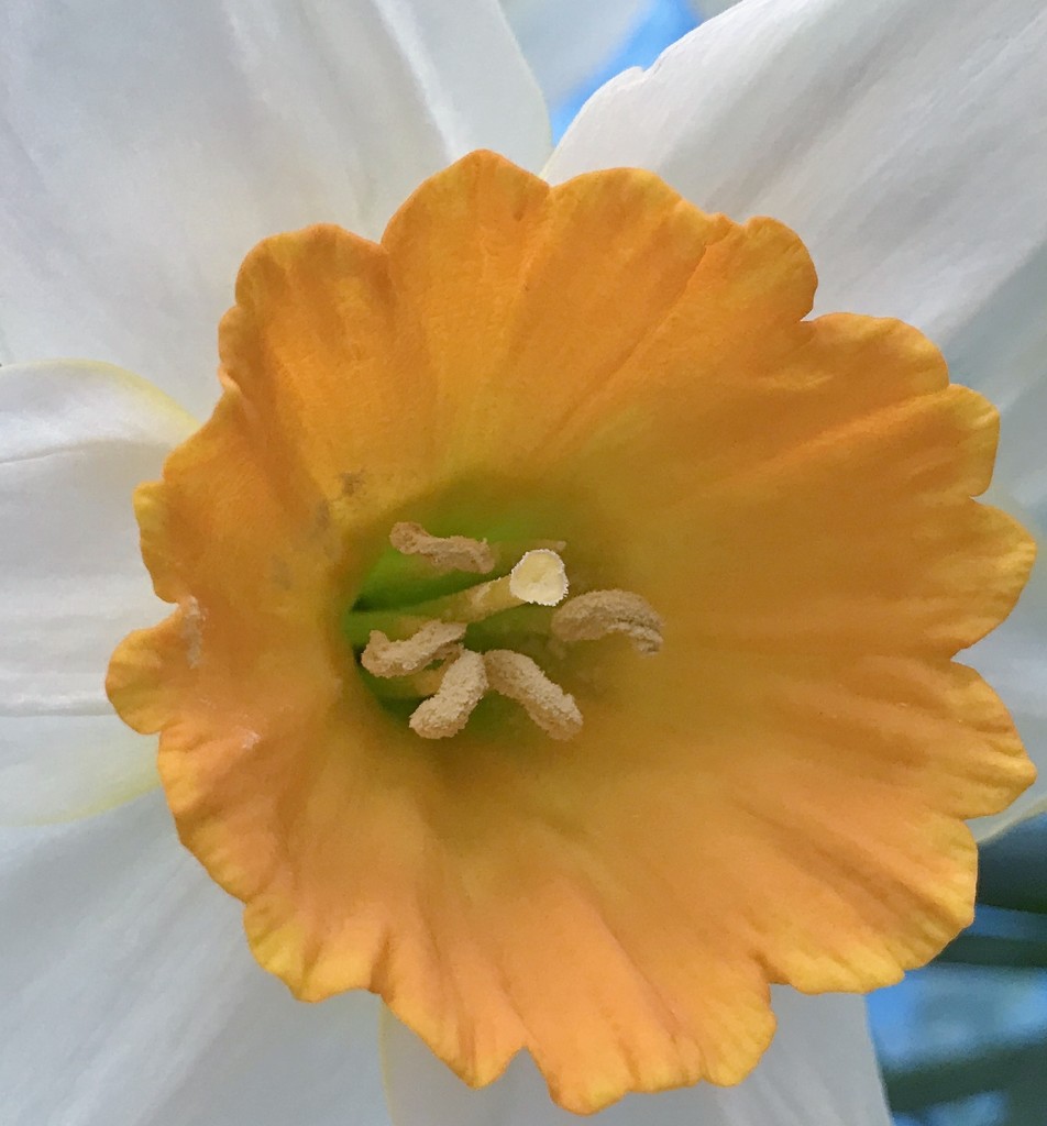 Daffodil.... by anne2013