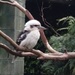 Kookabura  by janetr