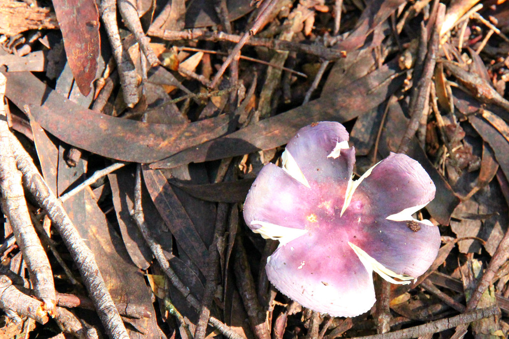Purple mushroom by leggzy