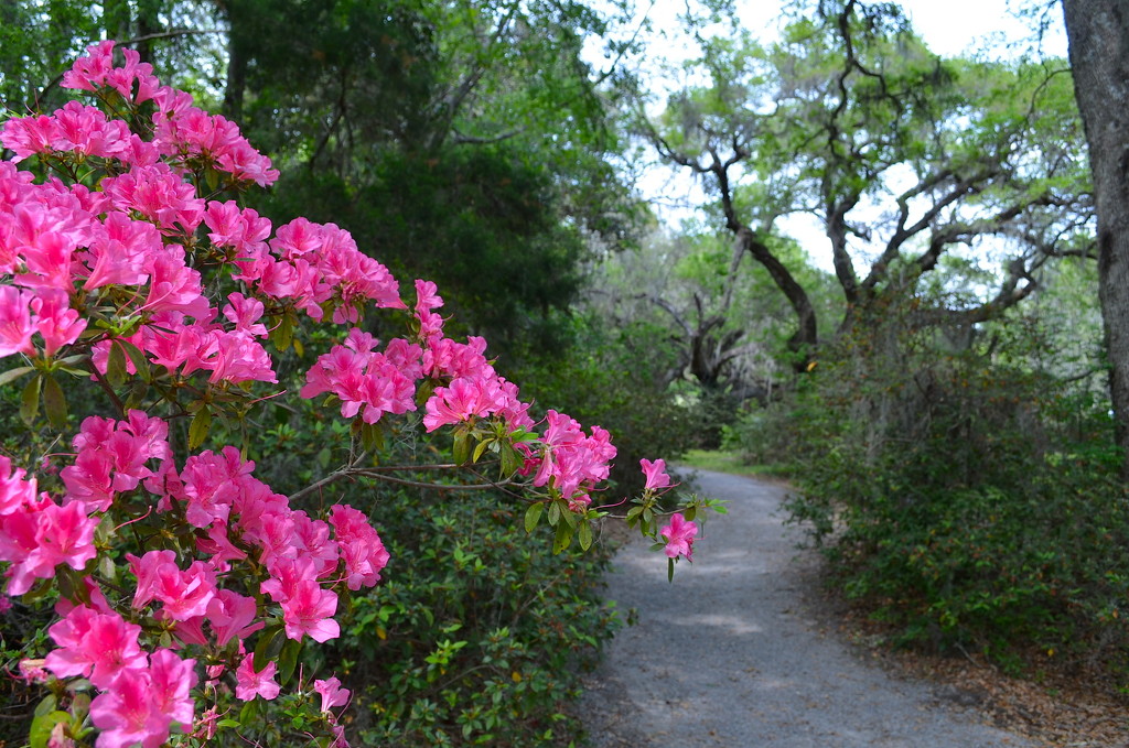 Azaleas and garden path by congaree