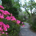 Azaleas and garden path by congaree
