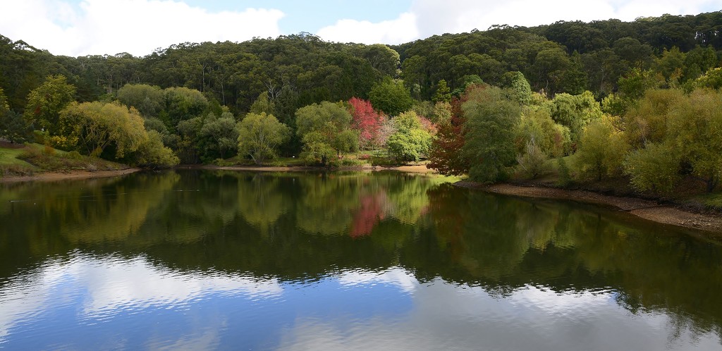 Mt Lofty Botanical Garden_DSC8854 by merrelyn