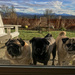 3 Waiting Pugs by clay88