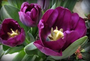 21st Apr 2017 - Purple tulips
