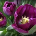 Purple tulips by mittens