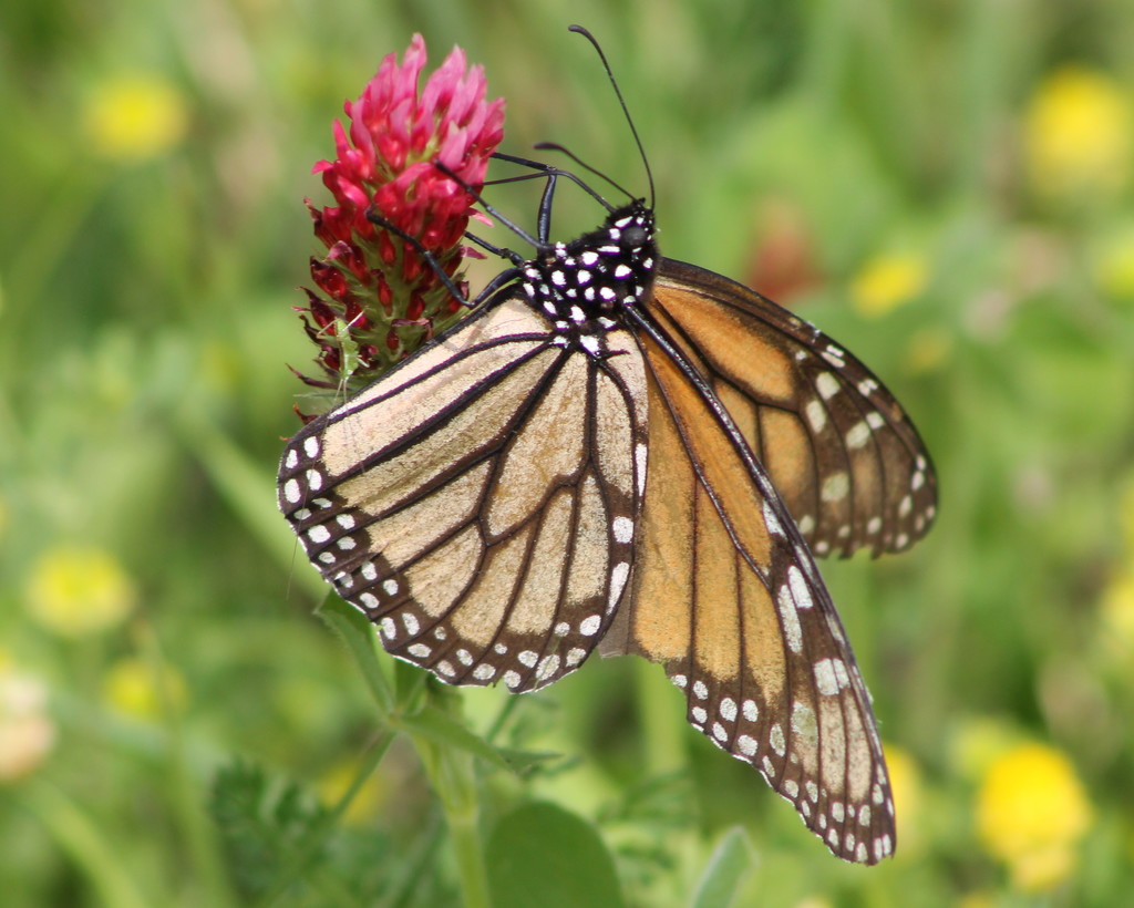Monarch and Friend by cjwhite
