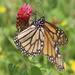 Monarch and Friend by cjwhite