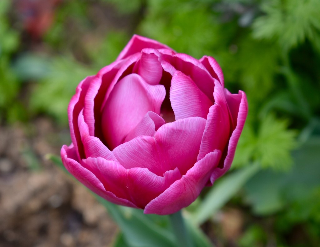 Pink Tulip by gillian1912