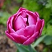 Pink Tulip by gillian1912