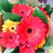 Beautiful Flowers by sarahabrahamse