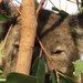 a sneak peek by koalagardens