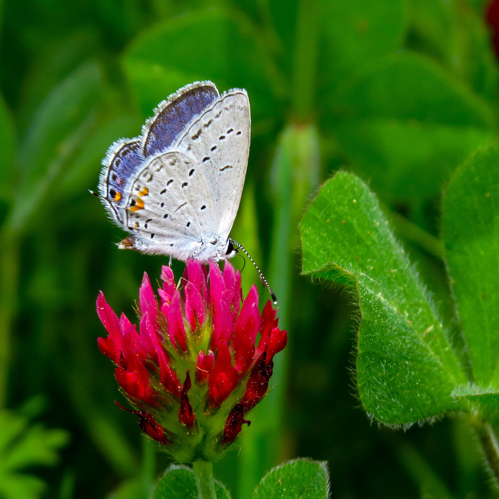 First Eastern Tailed Blue by milaniet