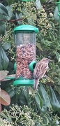 21st Apr 2017 - Bird feeder.