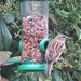 Bird feeder. by bigmxx