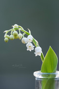 15th Apr 2017 - Lily-of-the-Valley