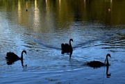 22nd Apr 2017 - Three Black Swans ~